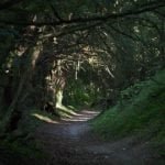 Yew Walk