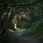 Yew Walk